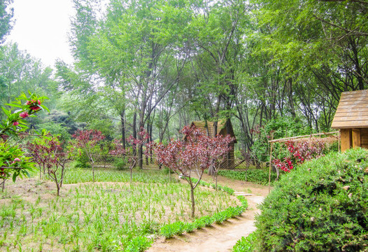 中國(guó)河北廊坊自然公園風(fēng)光