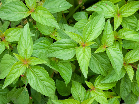 大戟科植物鐵莧菜