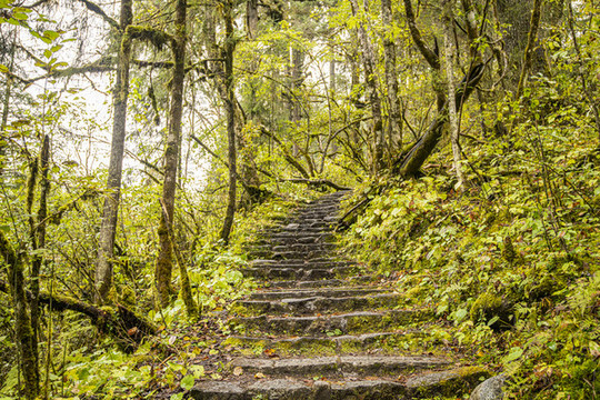 高山樹林