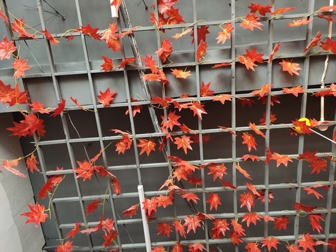 楓葉吊頂