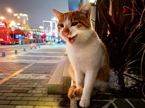 街角的貓