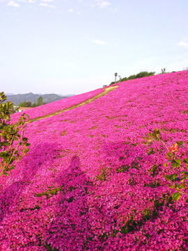芝櫻