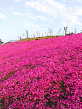 芝櫻
