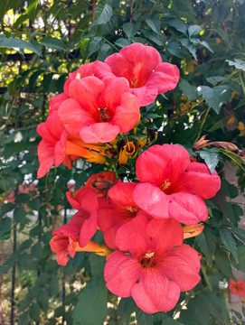 凌霄花
