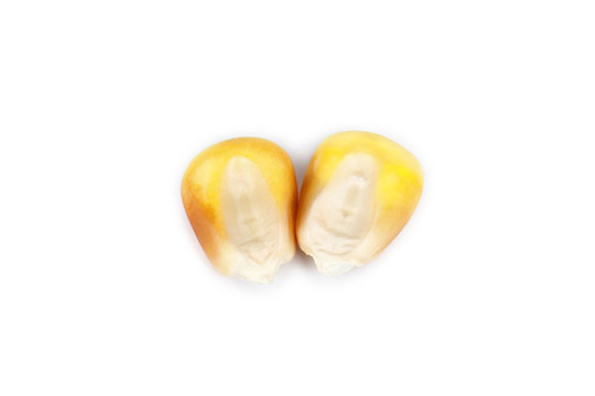 兩個(gè)玉米粒