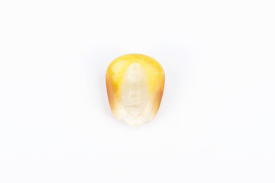 一個(gè)玉米粒