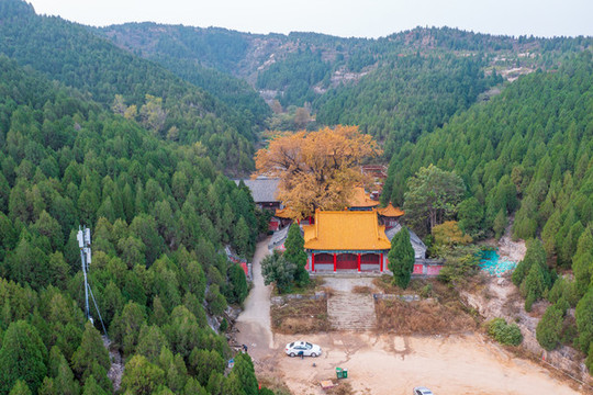 航拍濟(jì)南淌豆寺銀杏