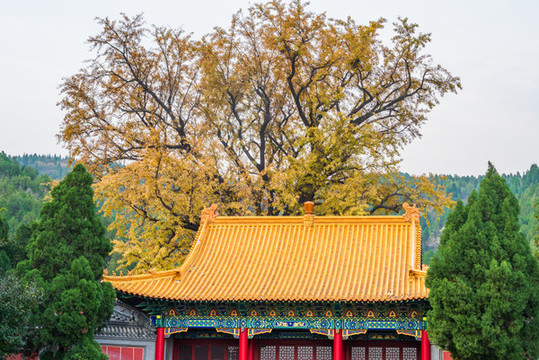 航拍濟南淌豆寺銀杏