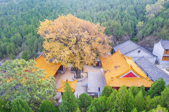 航拍濟(jì)南淌豆寺銀杏