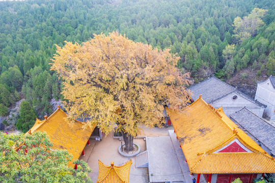 航拍濟南淌豆寺銀杏