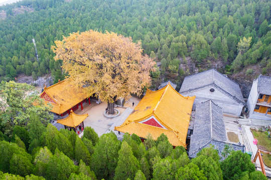 航拍濟南淌豆寺銀杏