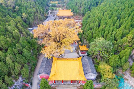 航拍濟(jì)南淌豆寺銀杏