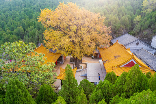 航拍濟南淌豆寺銀杏