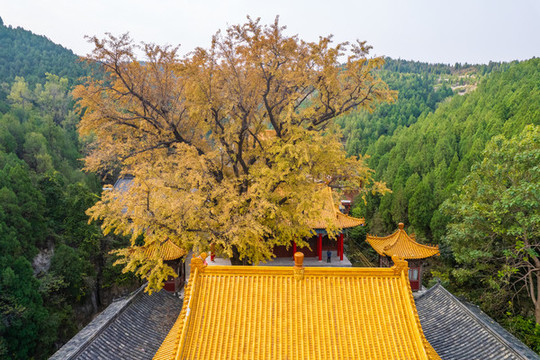 航拍濟(jì)南淌豆寺銀杏