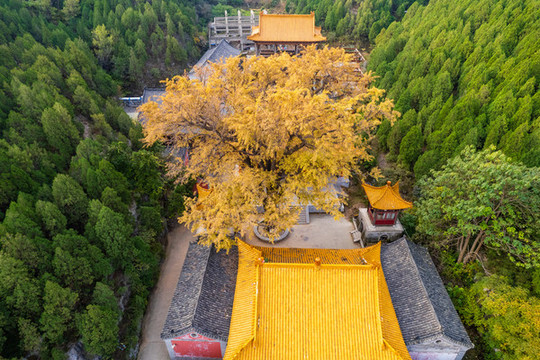 航拍濟南淌豆寺銀杏