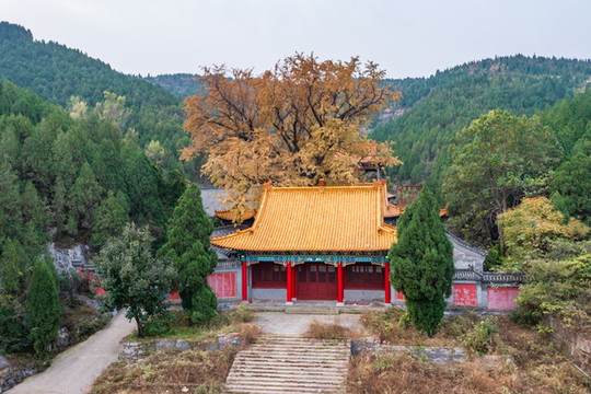 航拍濟南淌豆寺銀杏
