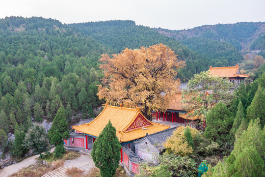 航拍濟南淌豆寺銀杏
