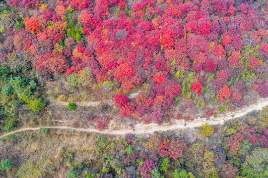 濟(jì)南漫山紅葉