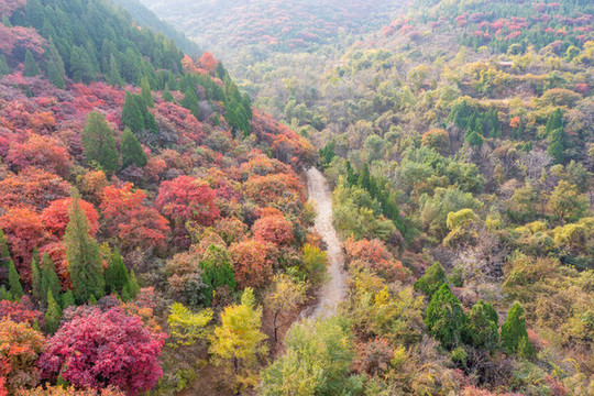 濟(jì)南彩石捎近村漫山紅葉