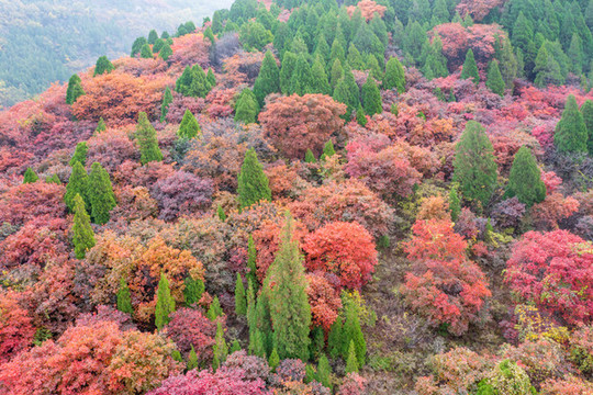 濟(jì)南彩石捎近村漫山紅葉