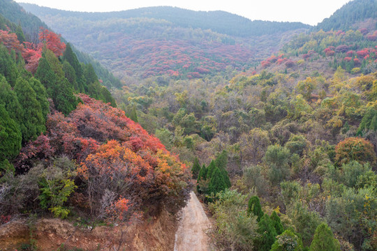 濟(jì)南彩石捎近村漫山紅葉