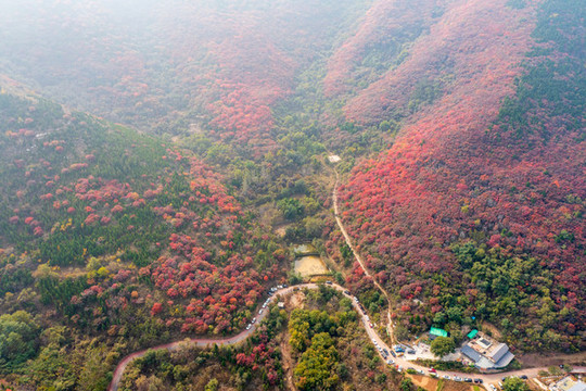 濟(jì)南彩石捎近村漫山紅葉