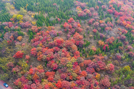 濟南彩石捎近村漫山紅葉