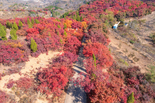 航拍濟(jì)南紅山翠谷景區(qū)的漫山紅葉