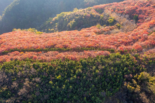 航拍濟(jì)南紅山翠谷景區(qū)的漫山紅葉