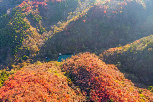 航拍濟(jì)南紅山翠谷景區(qū)的漫山紅葉