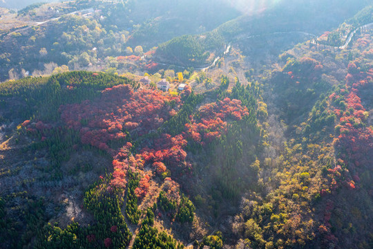 航拍濟(jì)南紅山翠谷景區(qū)的漫山紅葉