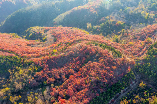 航拍濟(jì)南紅山翠谷景區(qū)的漫山紅葉