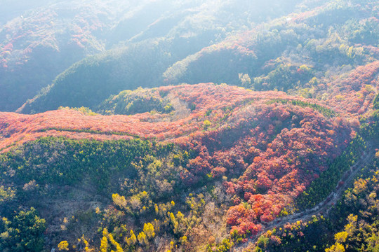航拍濟(jì)南紅山翠谷景區(qū)的漫山紅葉