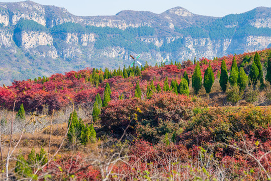 航拍濟南章丘蓮花山紅葉