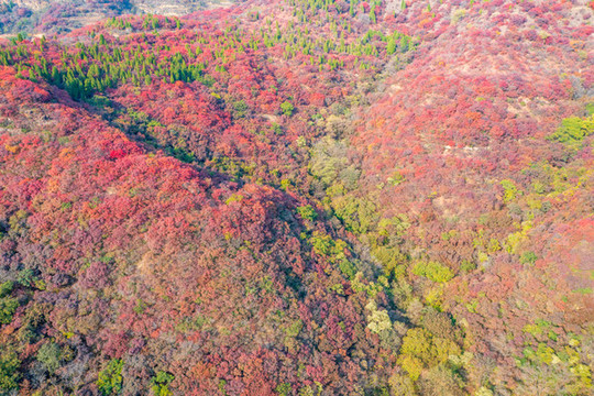 航拍濟(jì)南章丘蓮花山紅葉
