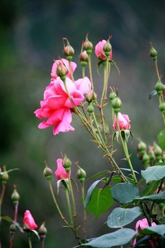 月季花