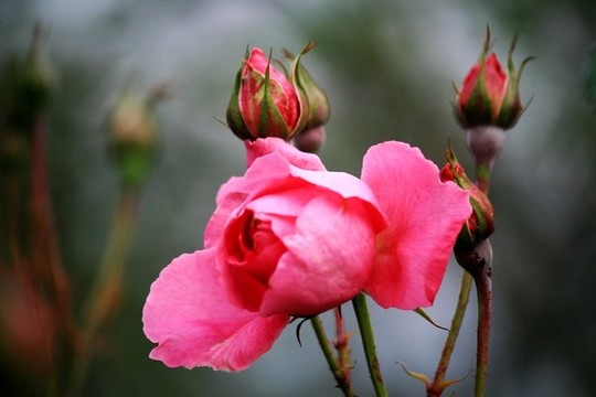 月季花