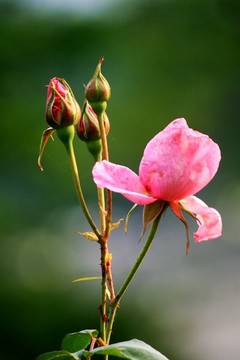 月季花
