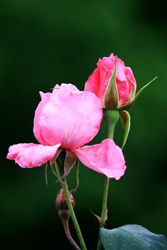 月季花