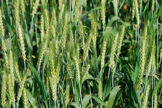 小麥開花