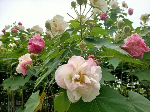 芙蓉花