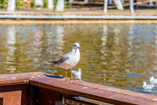 中國云南昆明大觀公園的海鷗