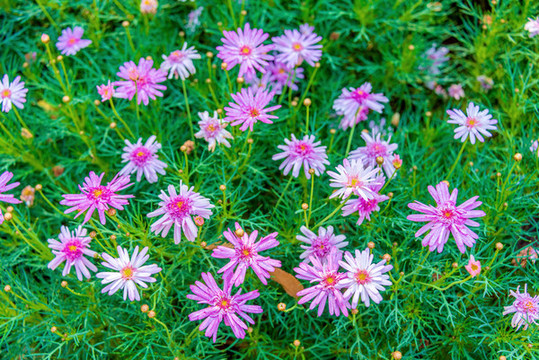 開(kāi)花的番杏科植物美麗日中花