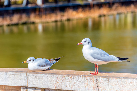 中國(guó)云南昆明大觀公園的海鷗