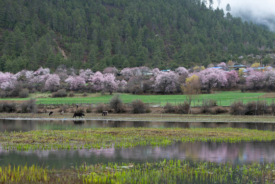 林芝桃花