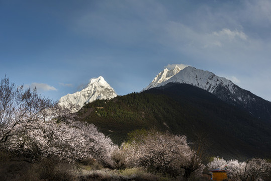 林芝桃花