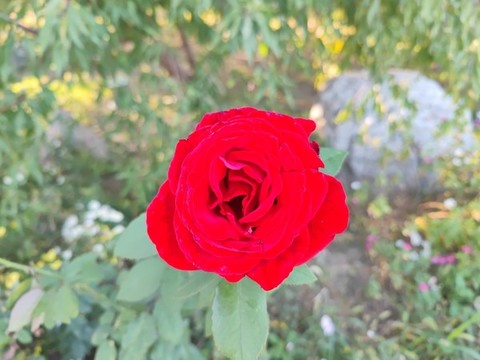 盛開的玫瑰花