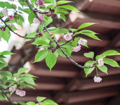 西安青龍寺