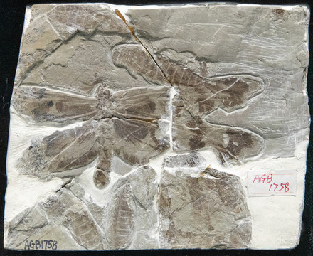 古生物化石三尾擬蜉蝣