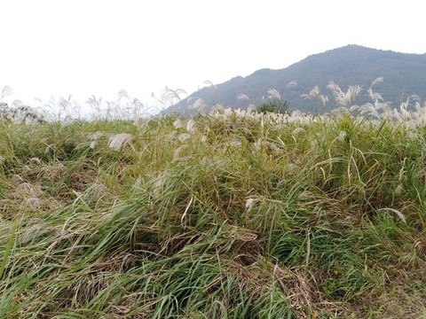 茅草叢
